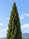 سرو شیرازی (Cupressus sempervirens) فرم ستونی